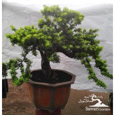 Lohansung Cincuan (Podocarpus sp)